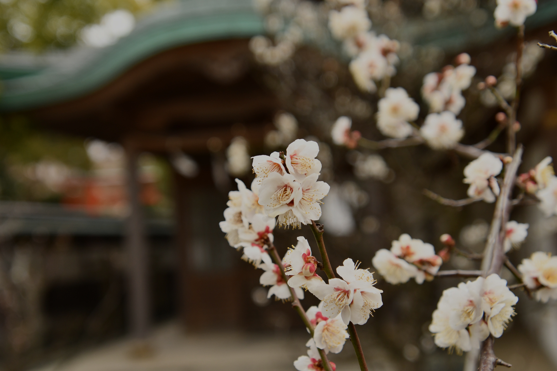 今山八幡宮は宮崎県延岡市にある恵比須神を祀る神社です。